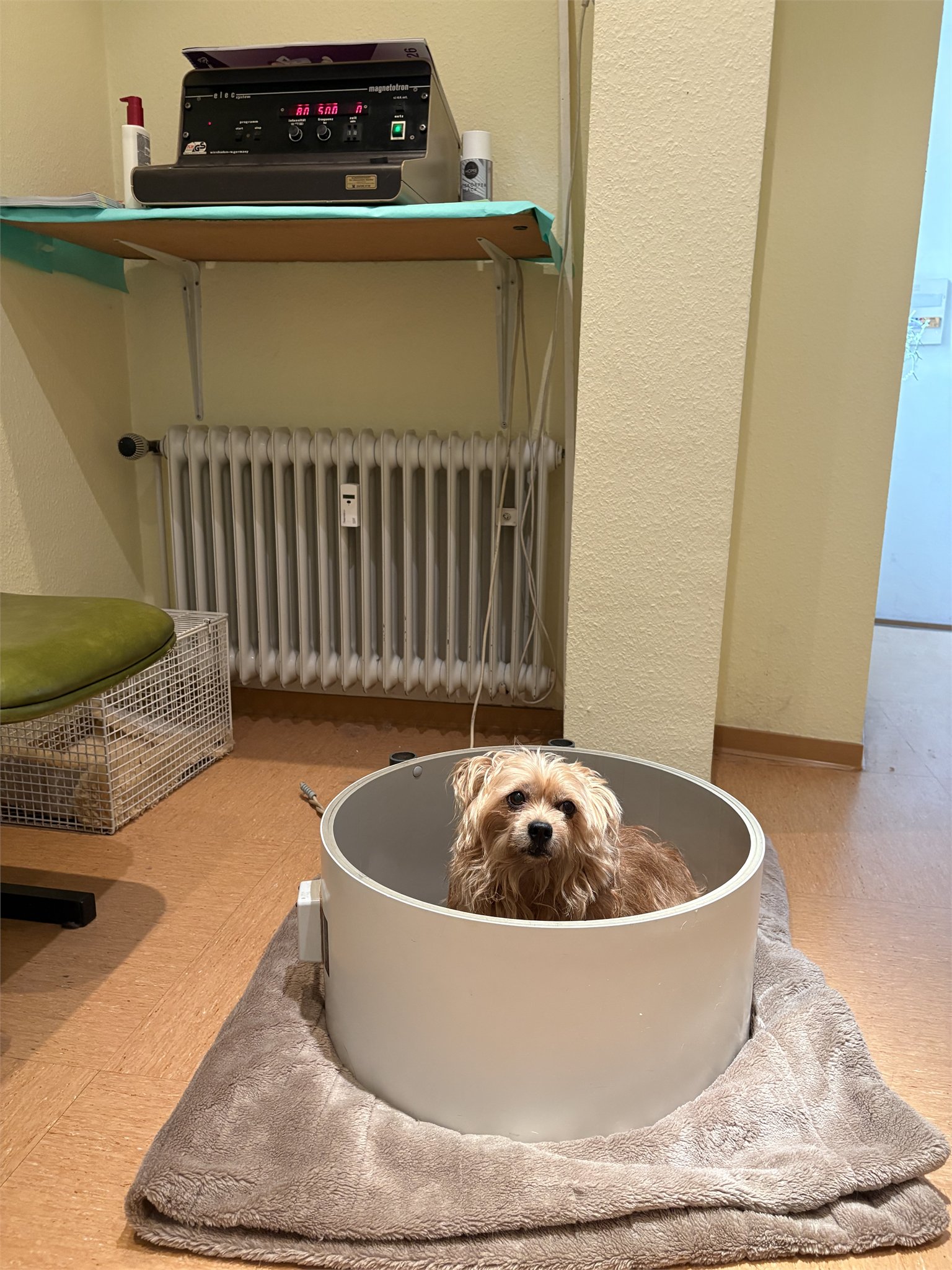 Hund während einer Magnetfeldtherapie in der Tierarztpraxis Pauly